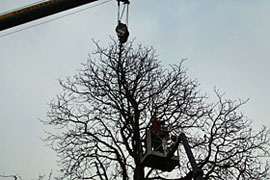 Baumf&auml;llarbeiten