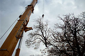 Baumf&auml;llarbeiten