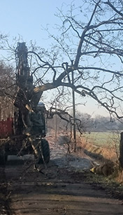 Baumf&auml;llarbeiten